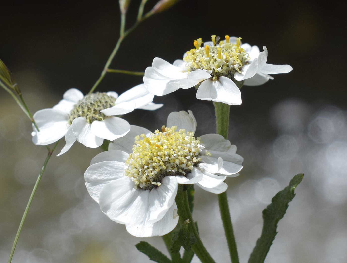 Изображение особи Achillea pyrenaica.