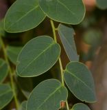 Phyllanthus