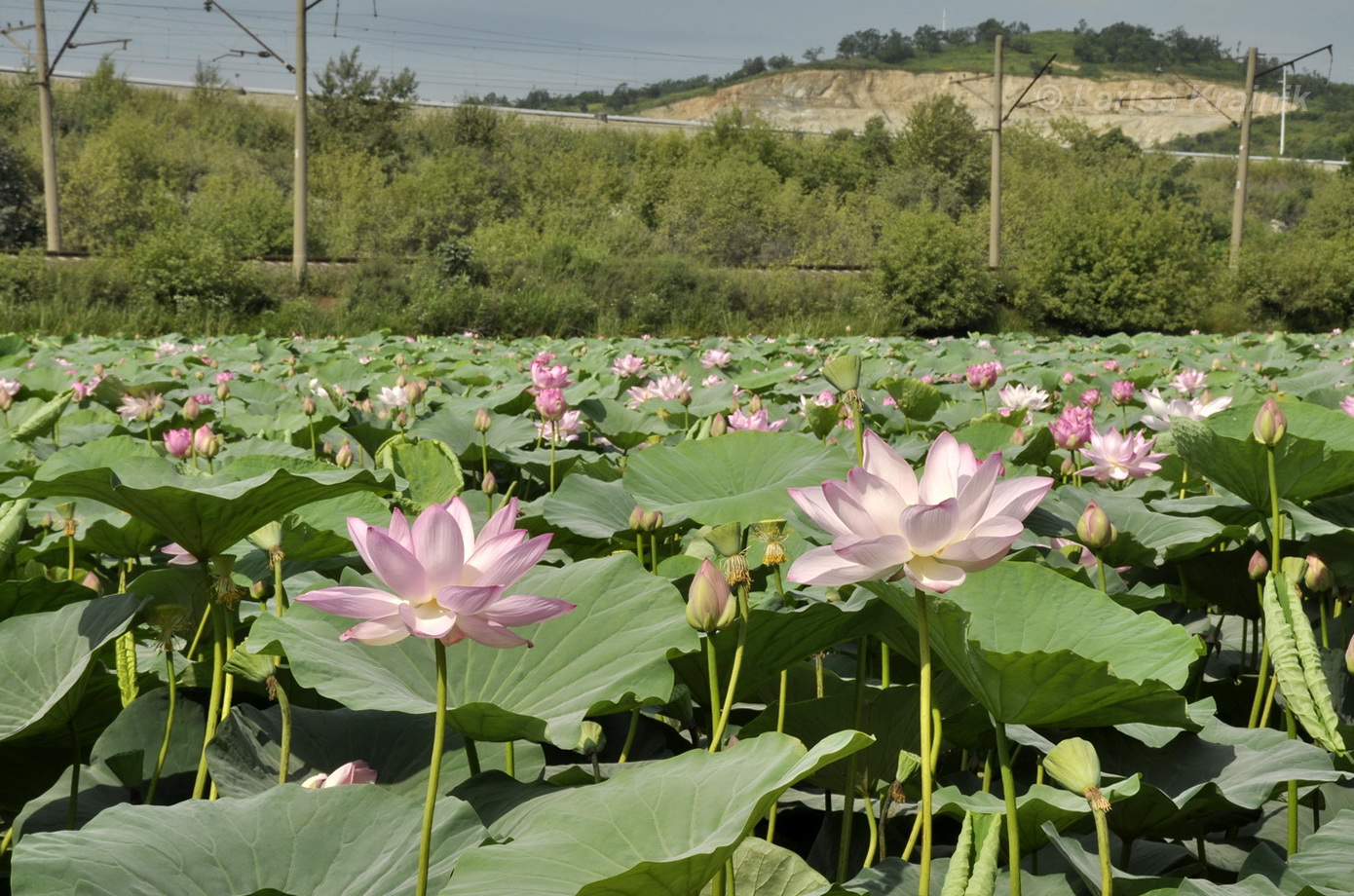 Изображение особи Nelumbo komarovii.