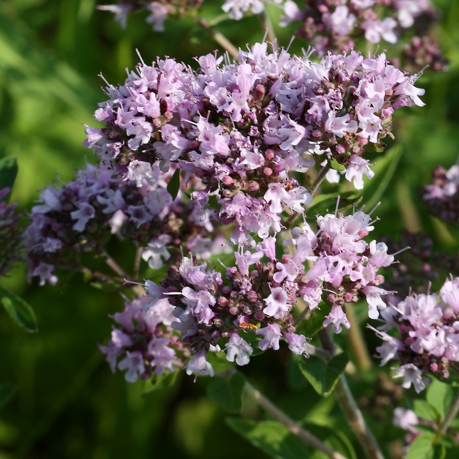 Изображение особи Origanum vulgare.