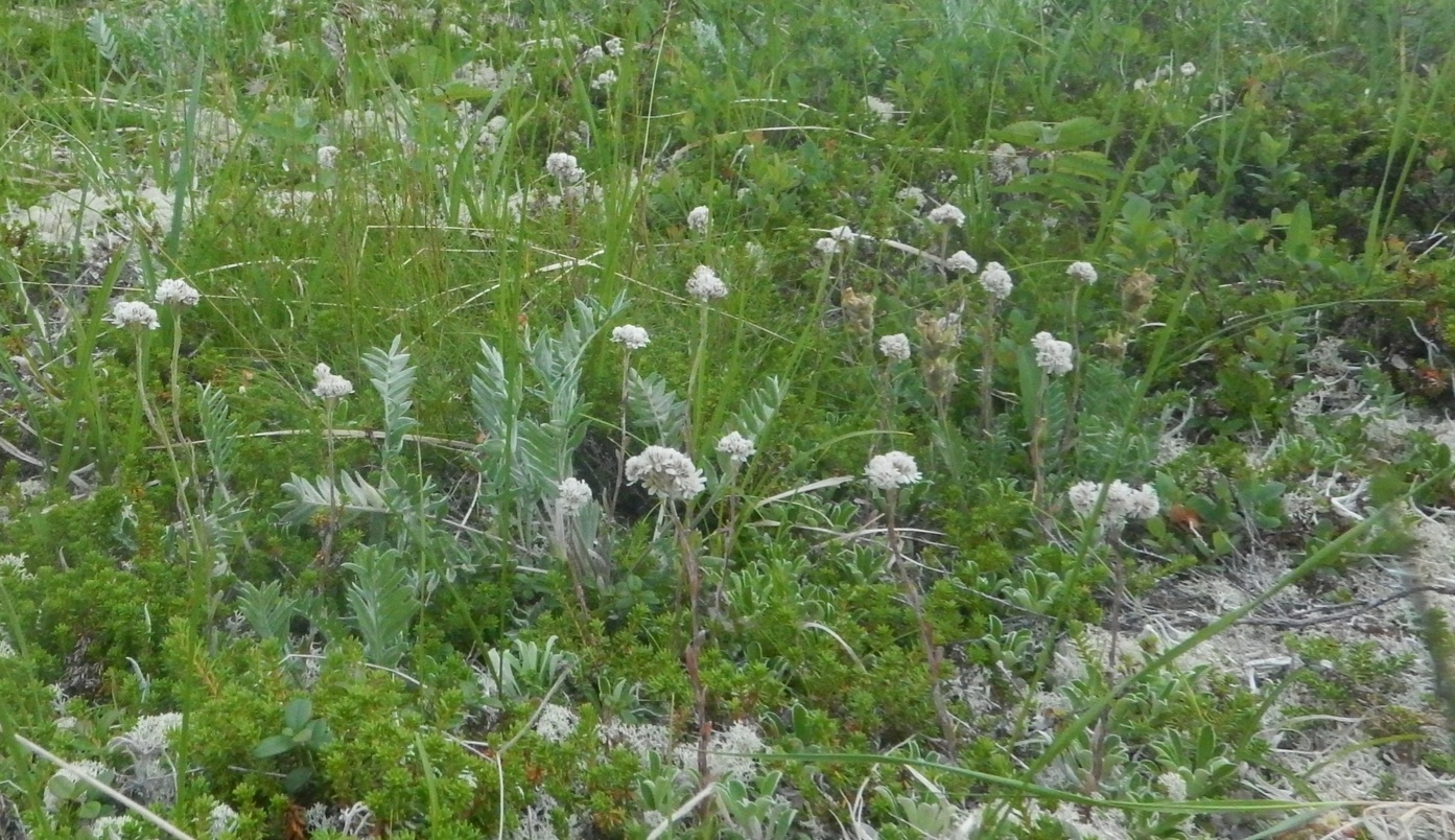Изображение особи Antennaria friesiana.