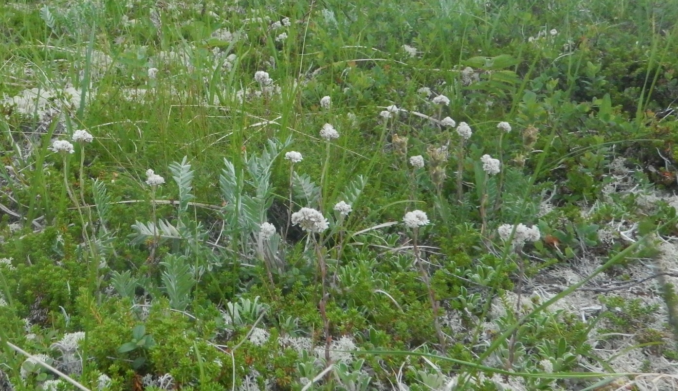 Image of Antennaria friesiana specimen.