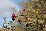 Crataegus &times; tournefortii