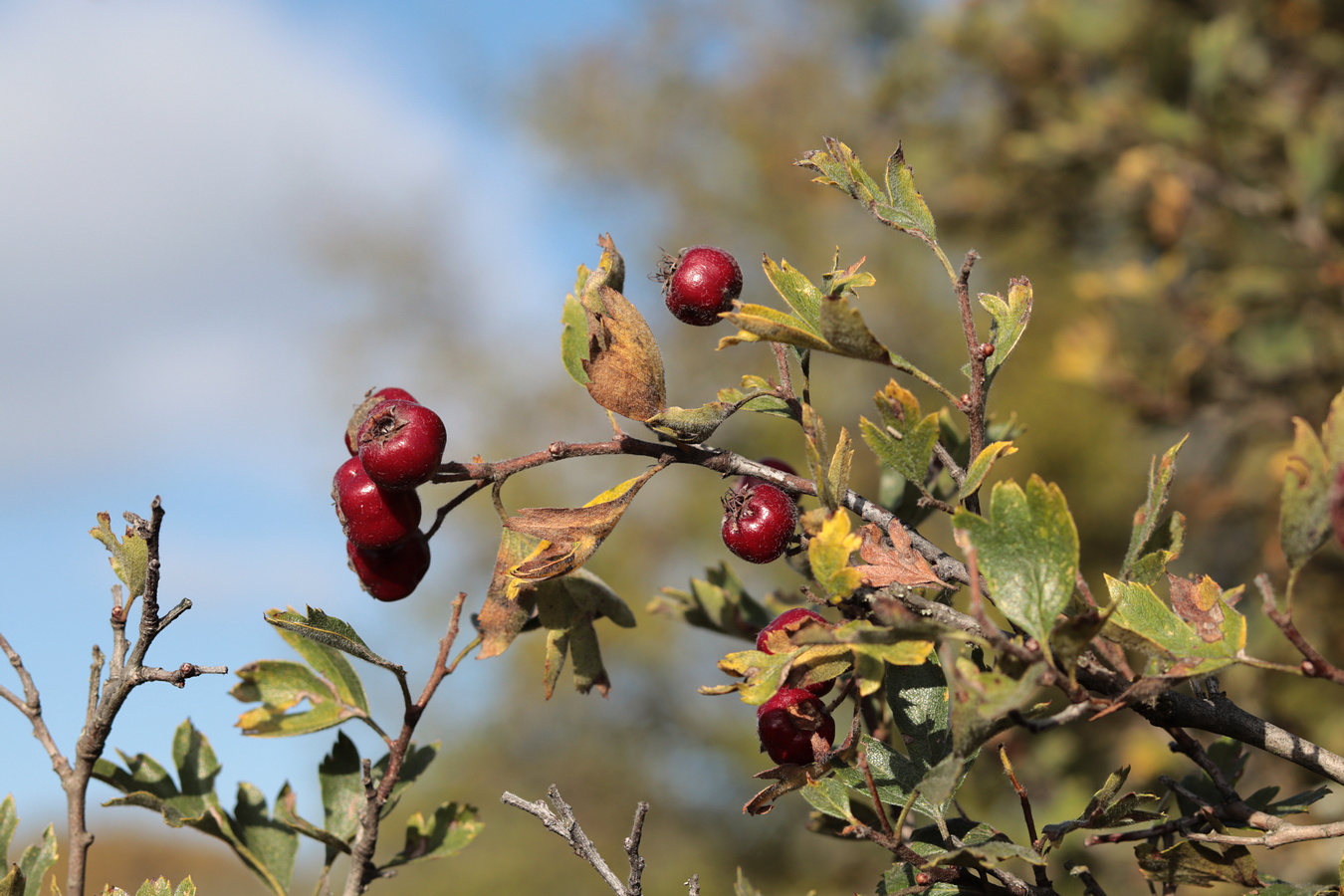 Изображение особи Crataegus &times; tournefortii.