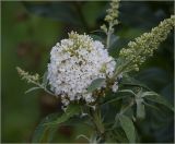 Buddleja davidii