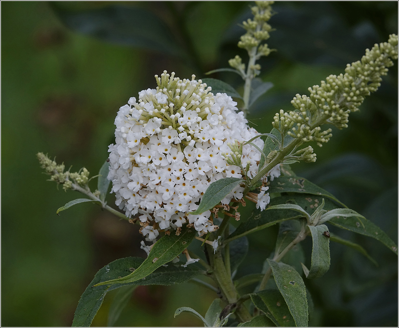 Image of Buddleja davidii specimen.