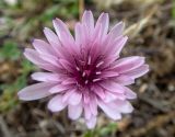 Crepis rubra