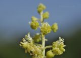 Reseda lutea