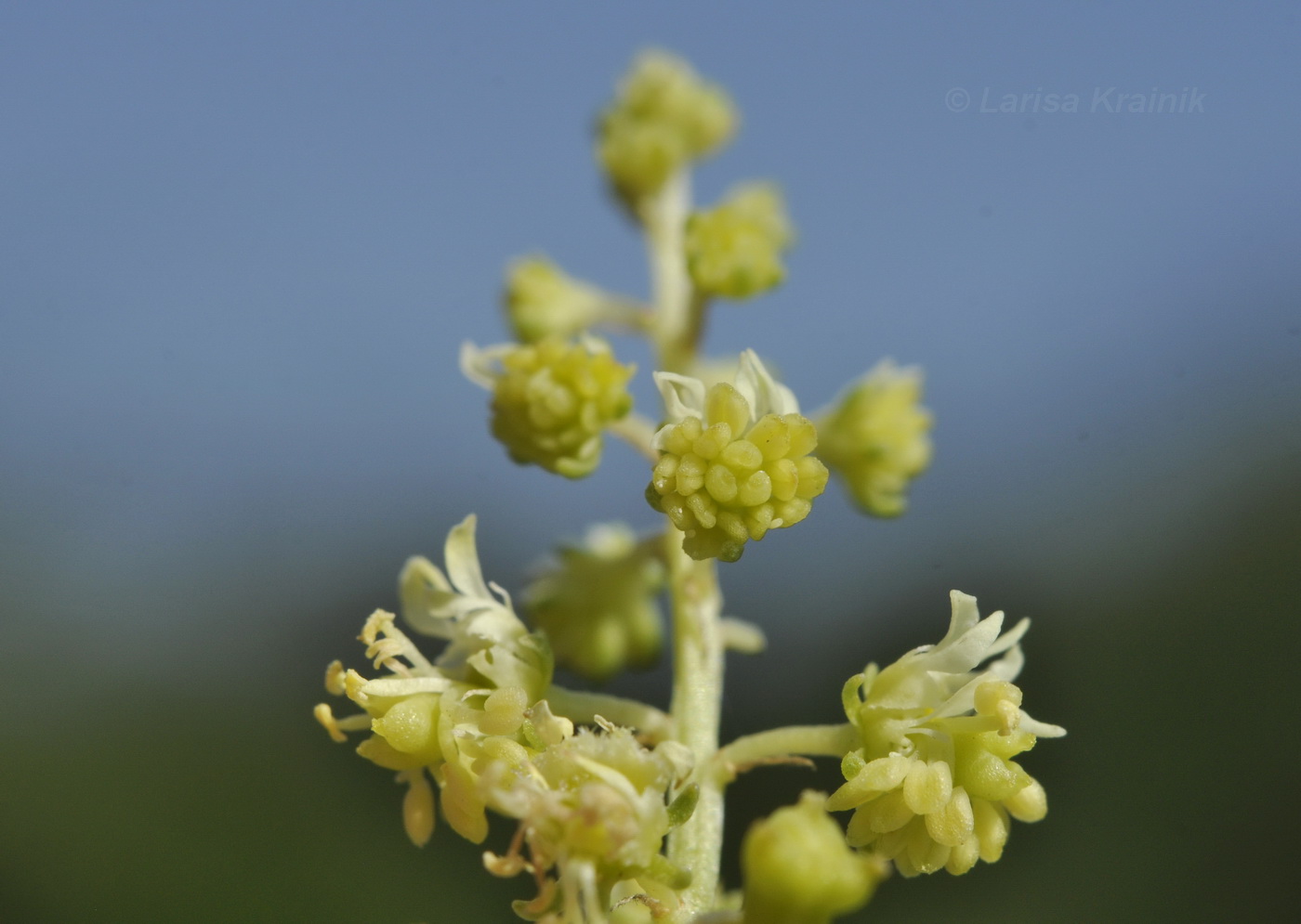 Image of Reseda lutea specimen.