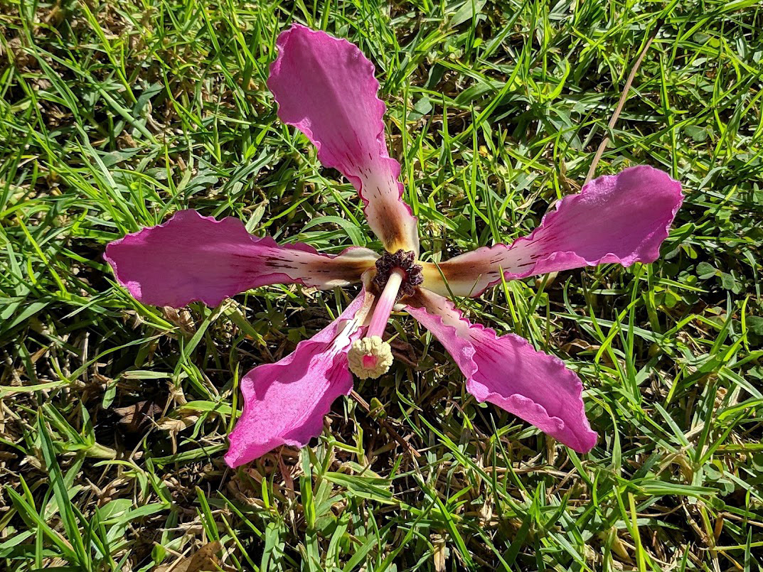 Image of Ceiba speciosa specimen.
