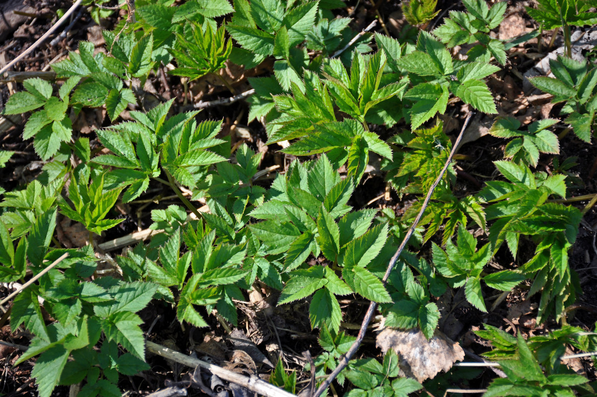 Image of Aegopodium podagraria specimen.