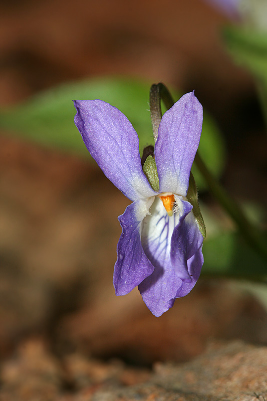 Image of Viola collina specimen.