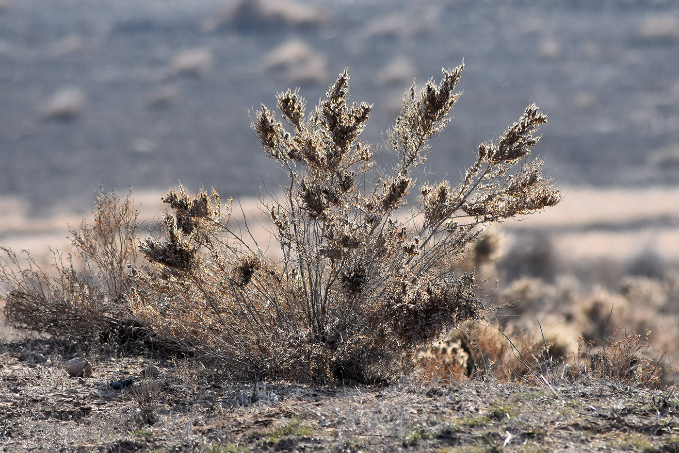 Изображение особи Salsola dendroides.