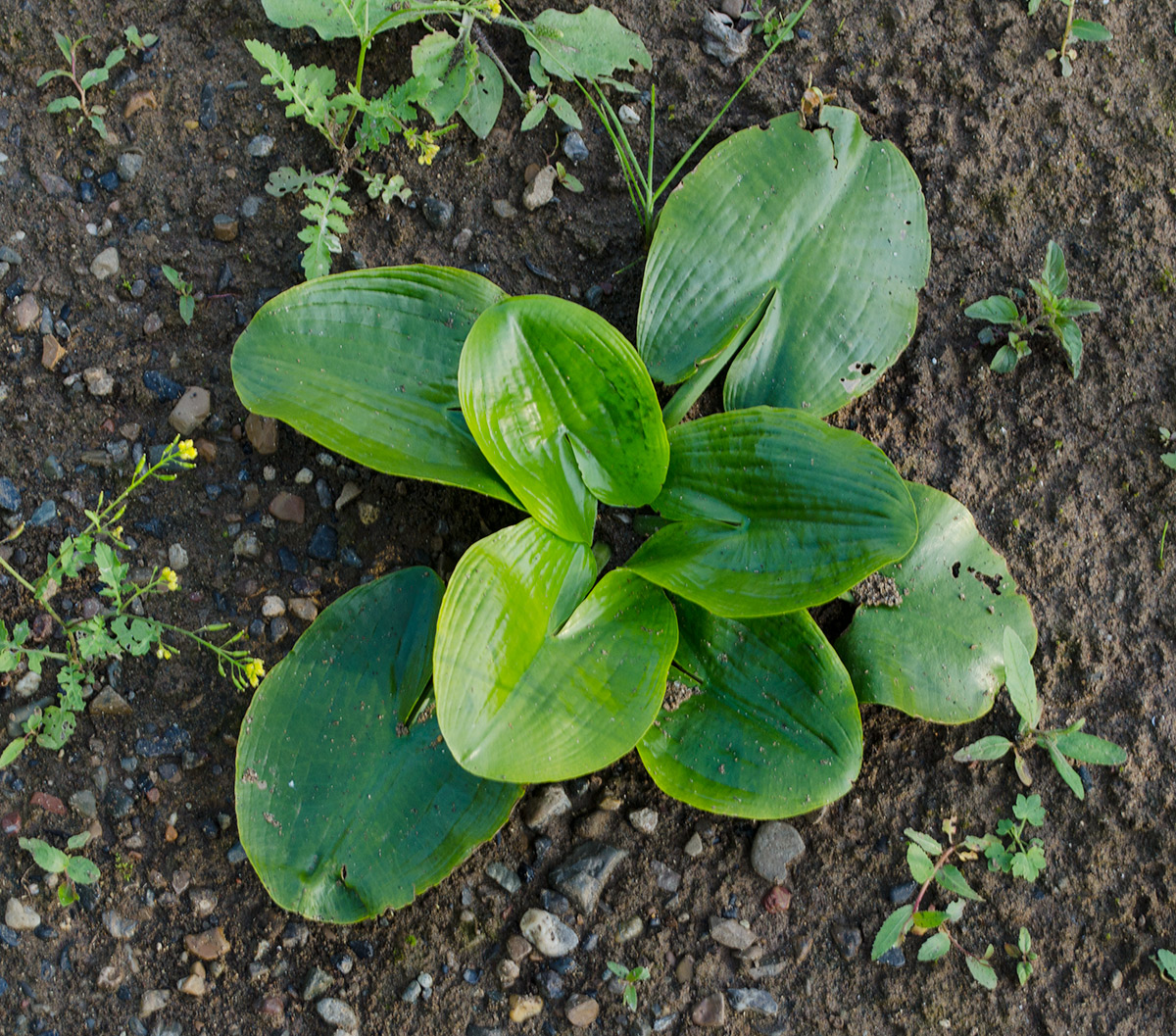 Image of Nuphar lutea specimen.