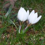 Crocus hyemalis. Цветущее растение. Израиль, Иудейские горы, округ Гуш Эцион, ок.10км южнее г. Вифлеем, долина Браха, роща Pinus halepensis. 16.12.2021.