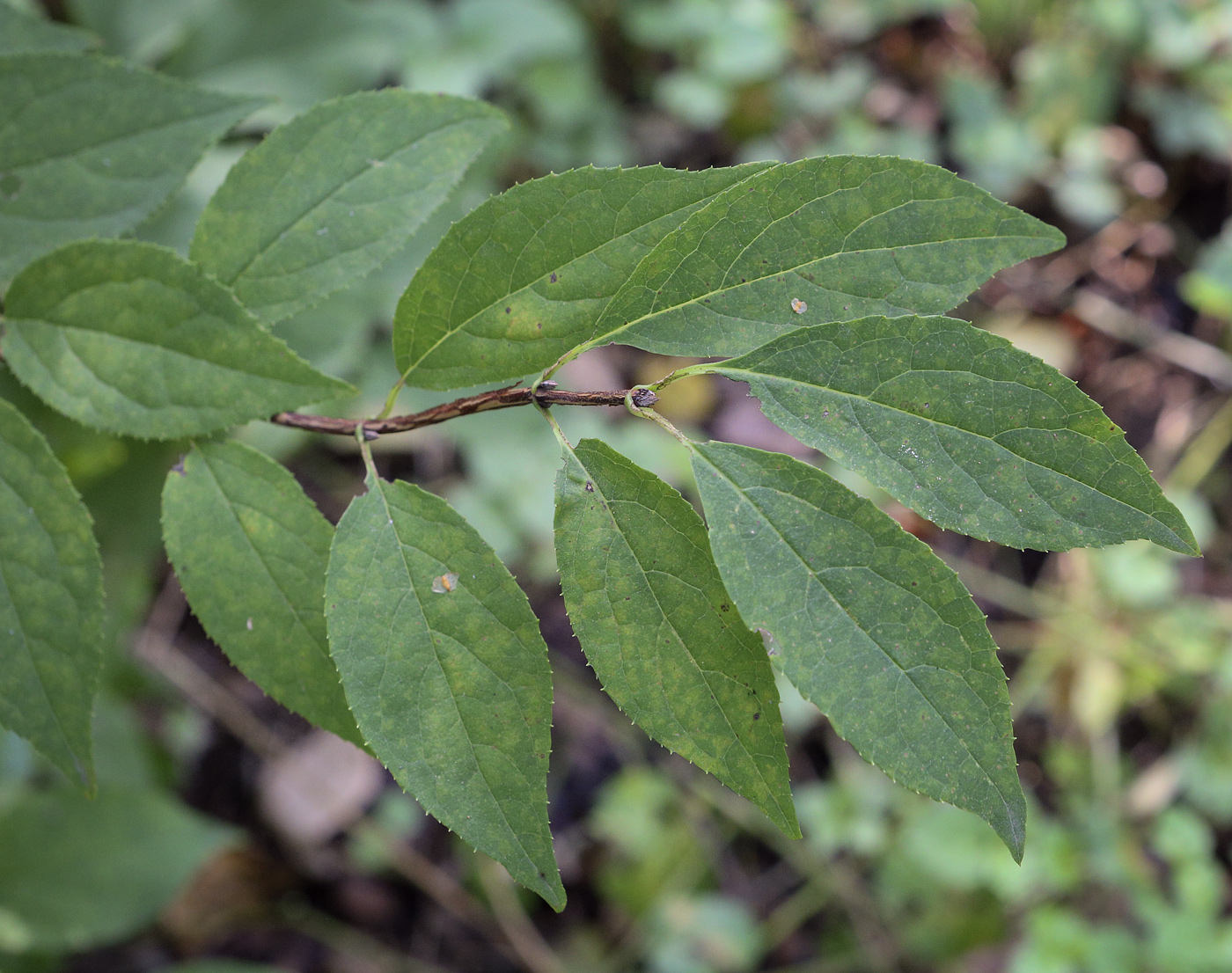 Image of Deutzia parviflora specimen.