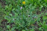 Erodium cicutarium. Цветущее растение. Калмыкия, г. Элиста, в парке. 20.04.2021.