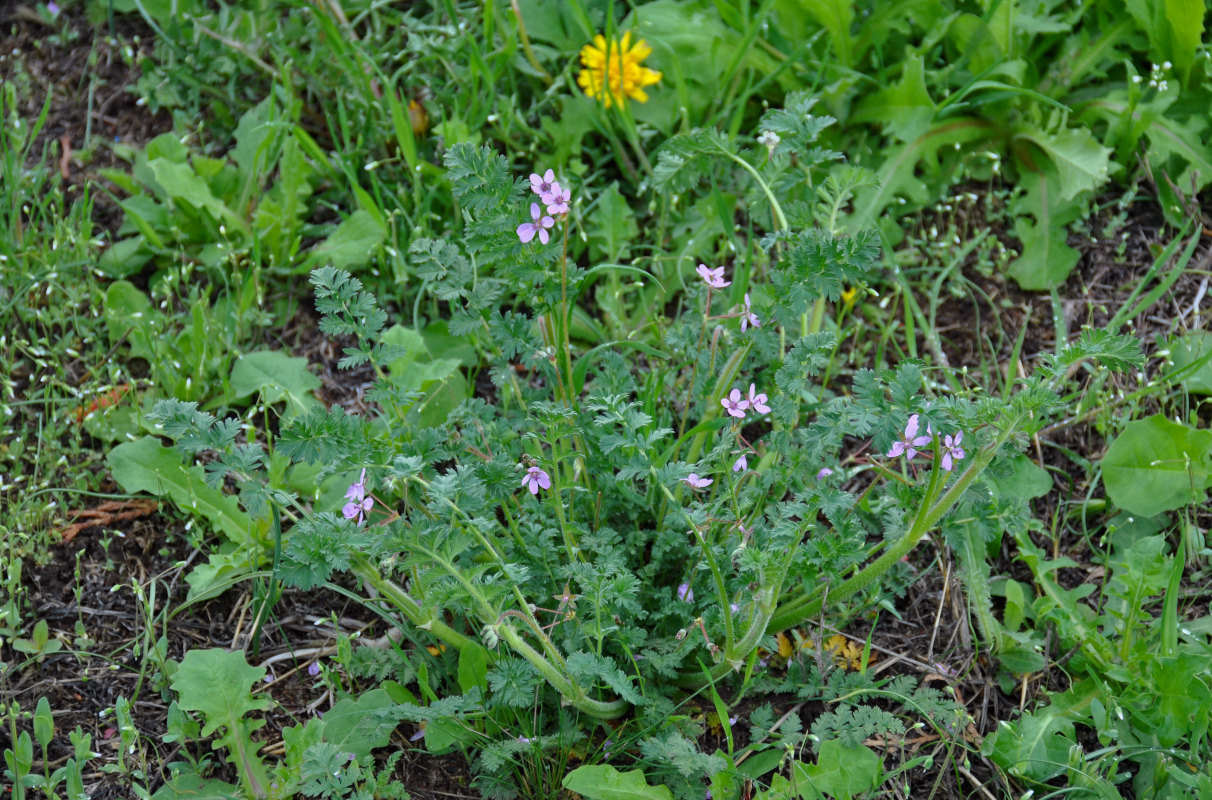 Изображение особи Erodium cicutarium.