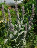 Stachys byzantina