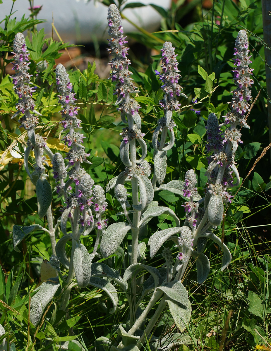 Изображение особи Stachys byzantina.