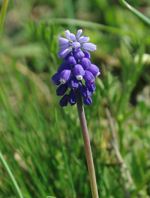 Image of Muscari armeniacum specimen.