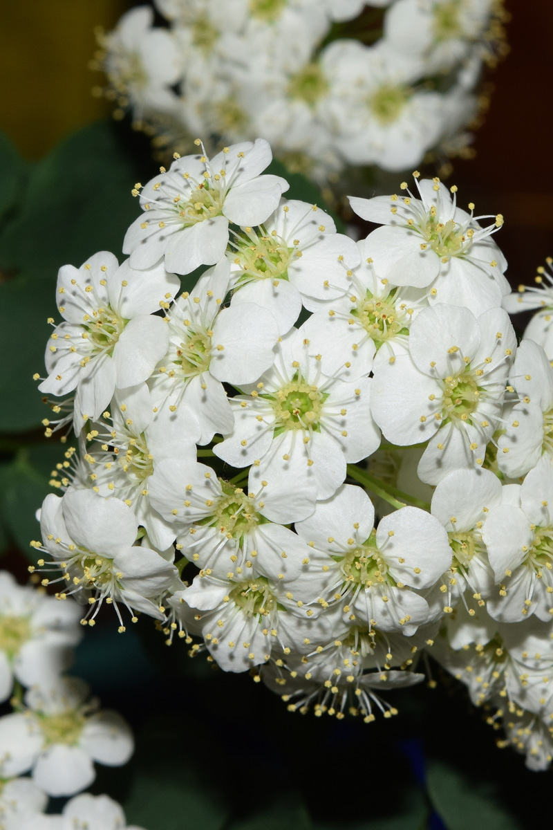 Image of genus Spiraea specimen.