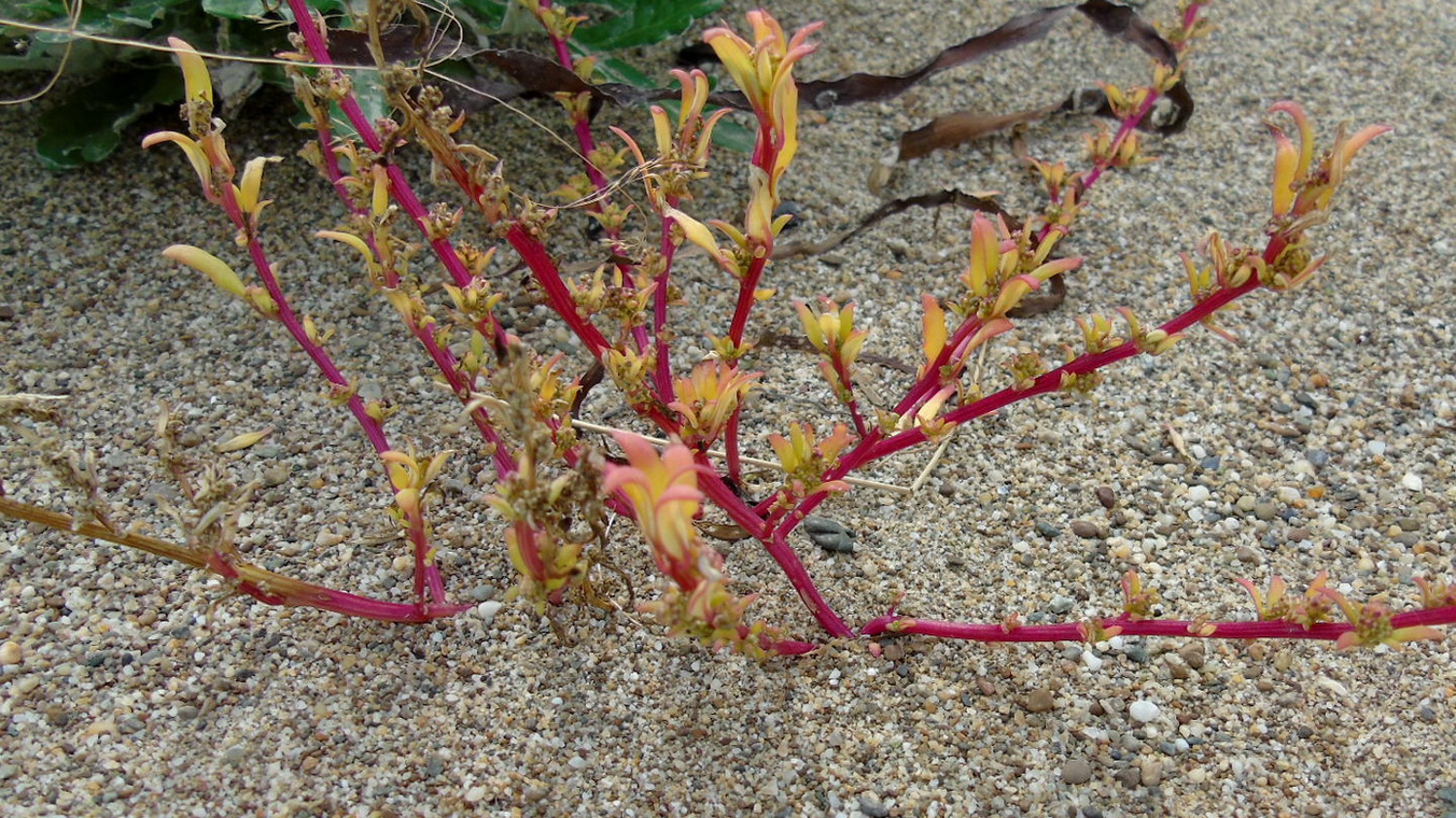 Image of Oxybasis glauca specimen.