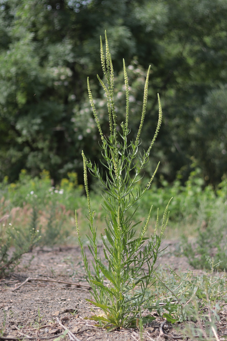 Изображение особи Reseda luteola.