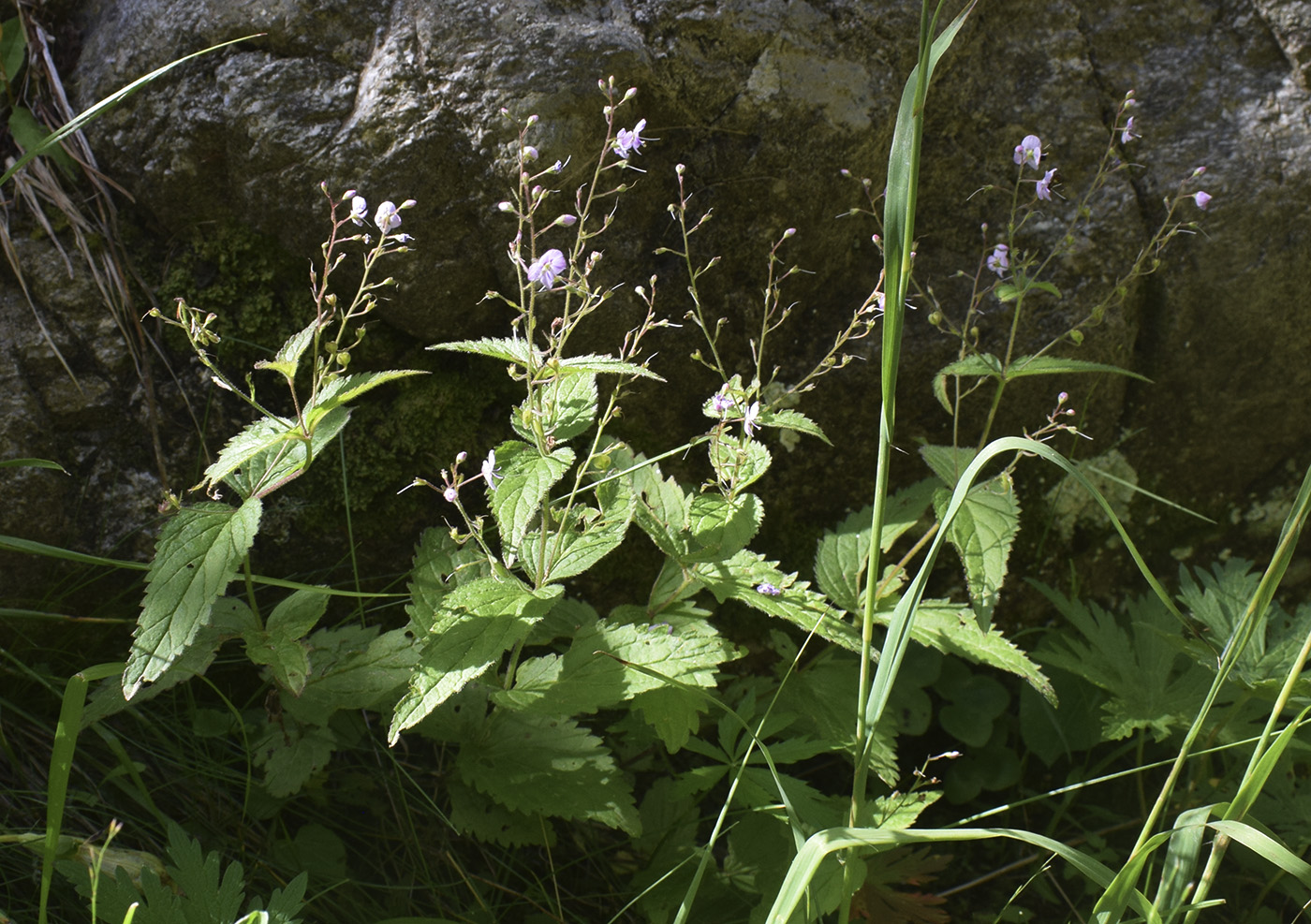 Изображение особи Veronica urticifolia.