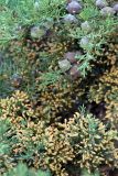 Cupressus