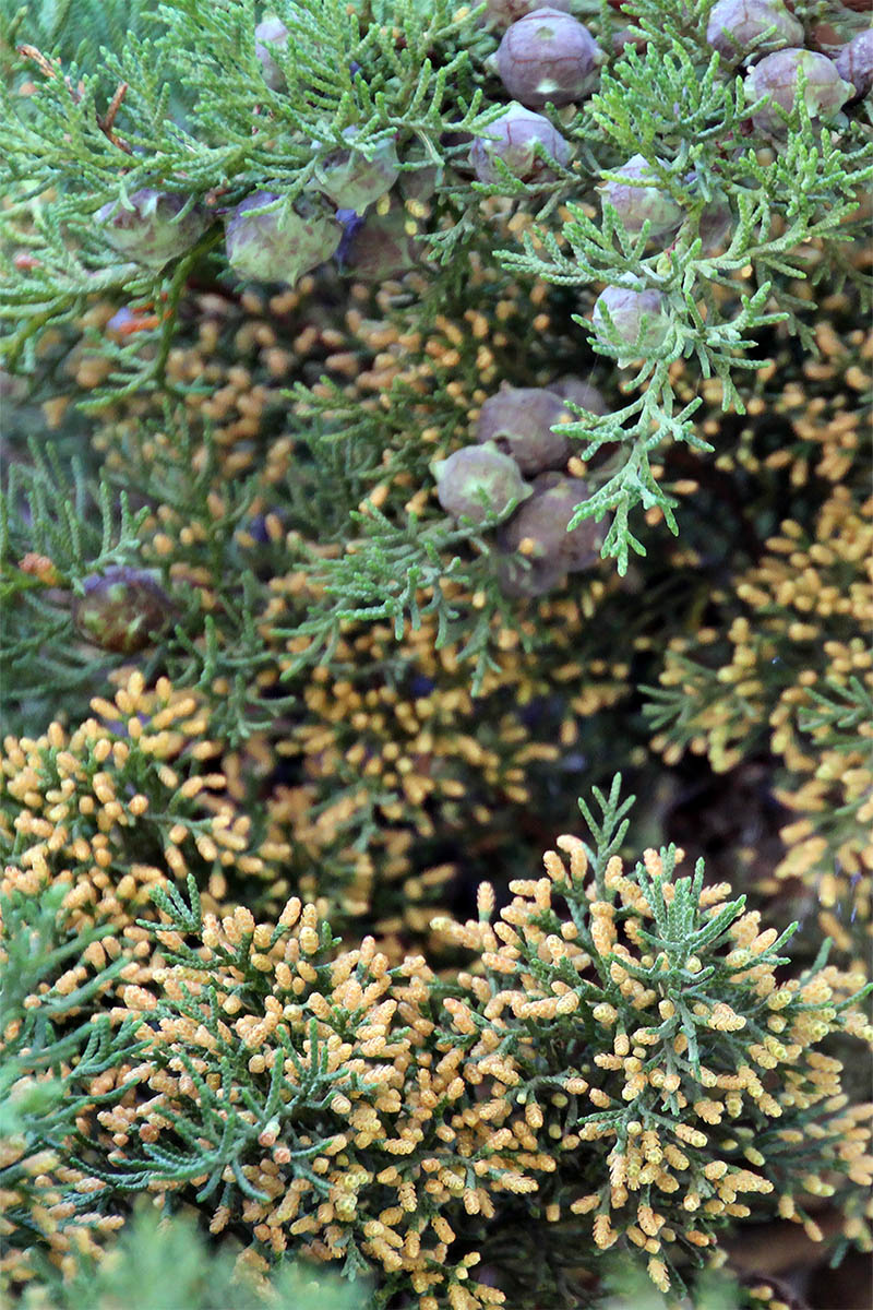 Image of genus Cupressus specimen.