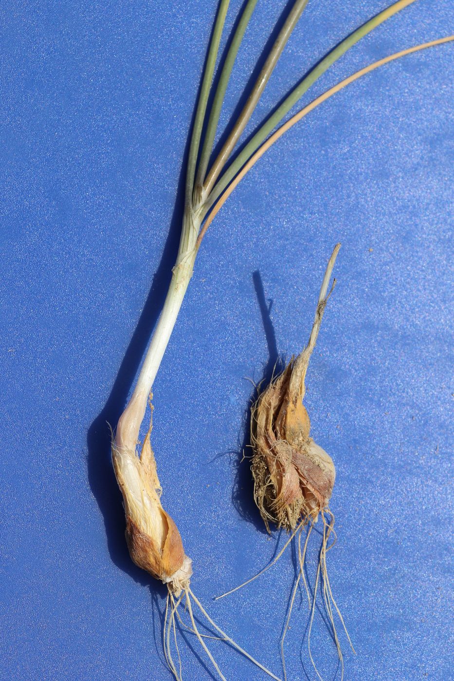 Image of Allium borszczowii specimen.