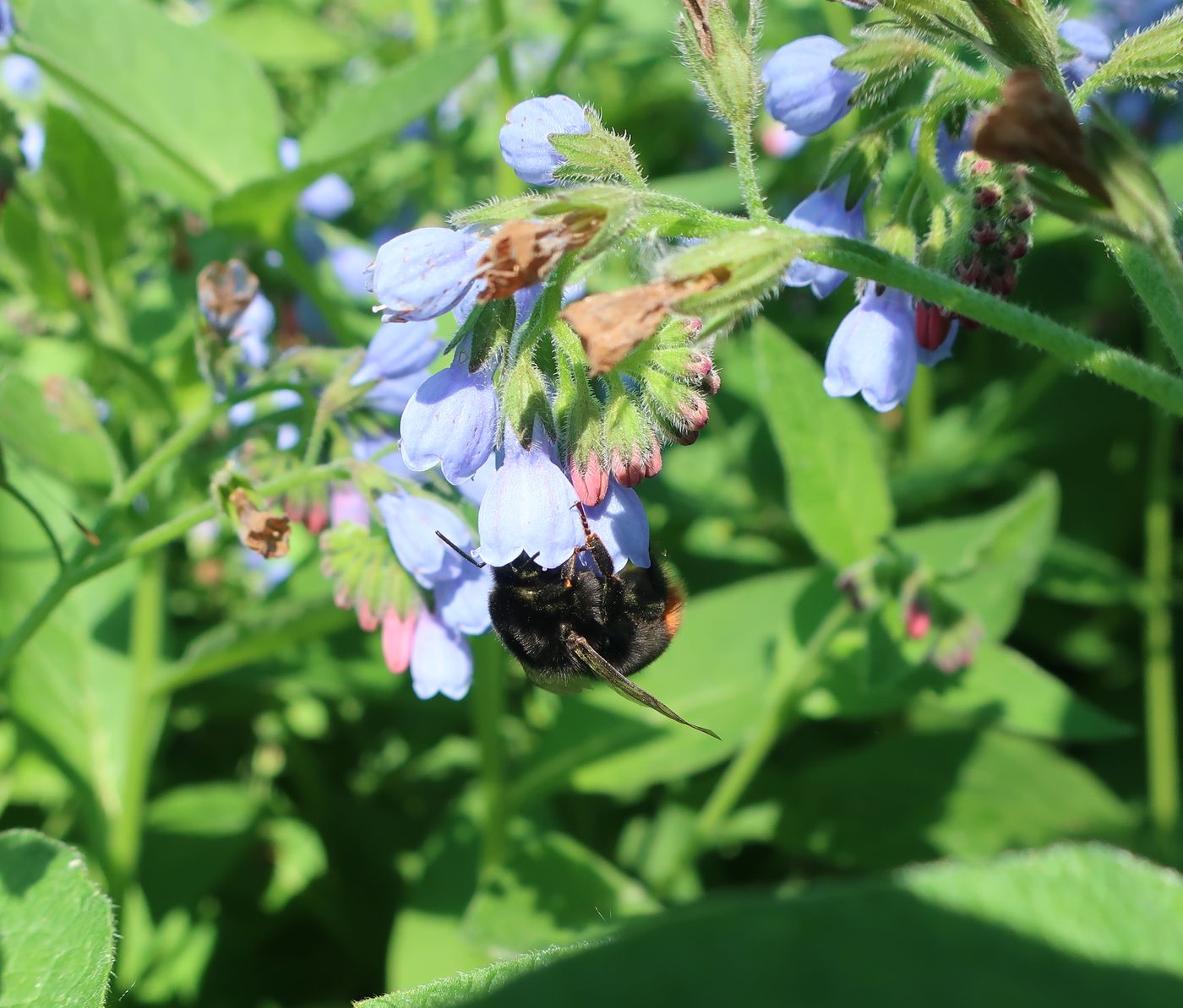 Изображение особи Symphytum caucasicum.