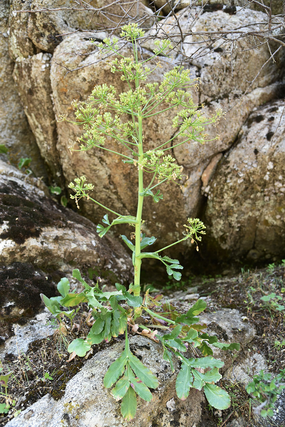 Изображение особи Ferula kokanica.