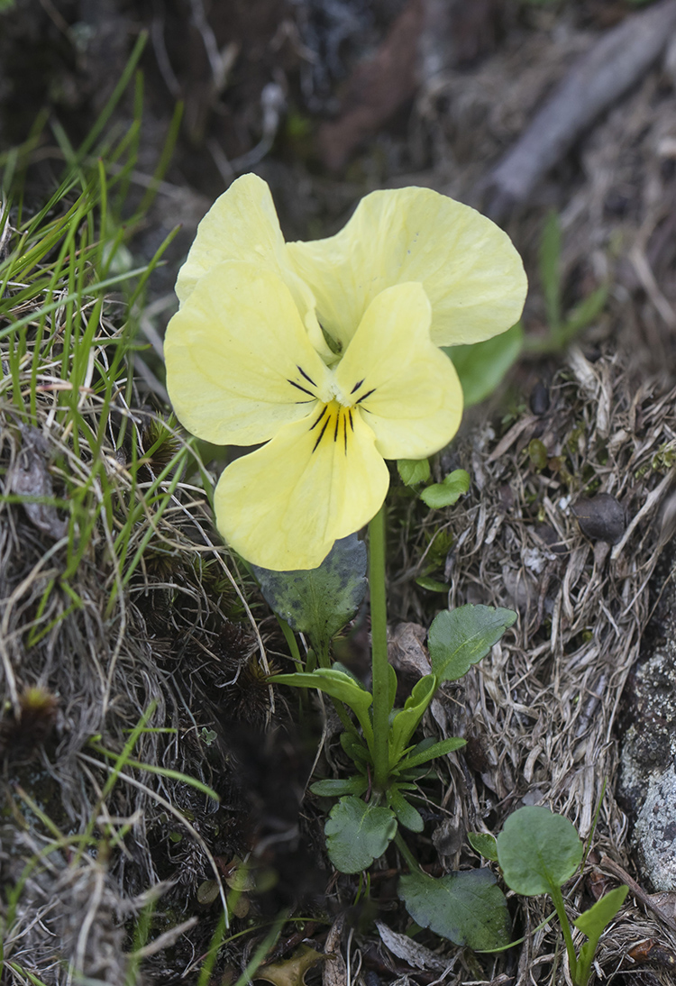 Изображение особи Viola oreades.