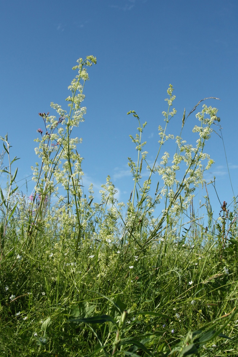 Image of Galium album specimen.