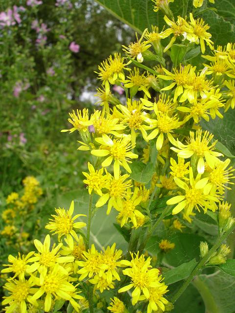 Изображение особи Solidago virgaurea.