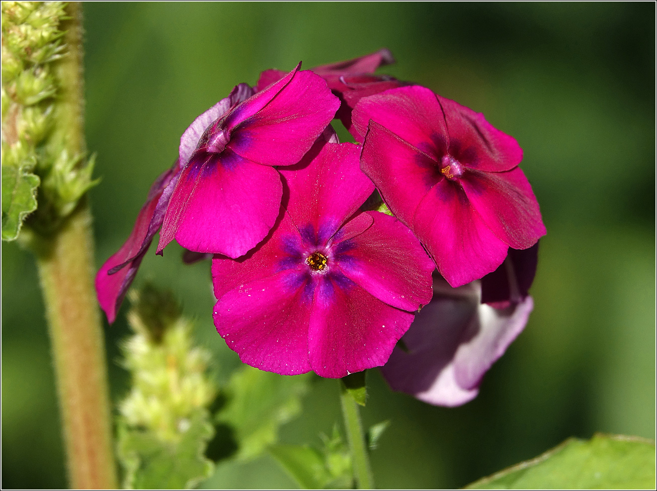 Изображение особи Phlox drummondii.