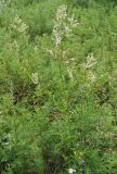 Aconogonon alpinum
