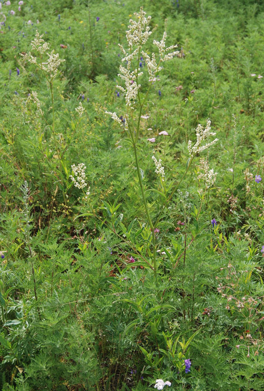 Изображение особи Aconogonon alpinum.