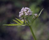 Valeriana wolgensis