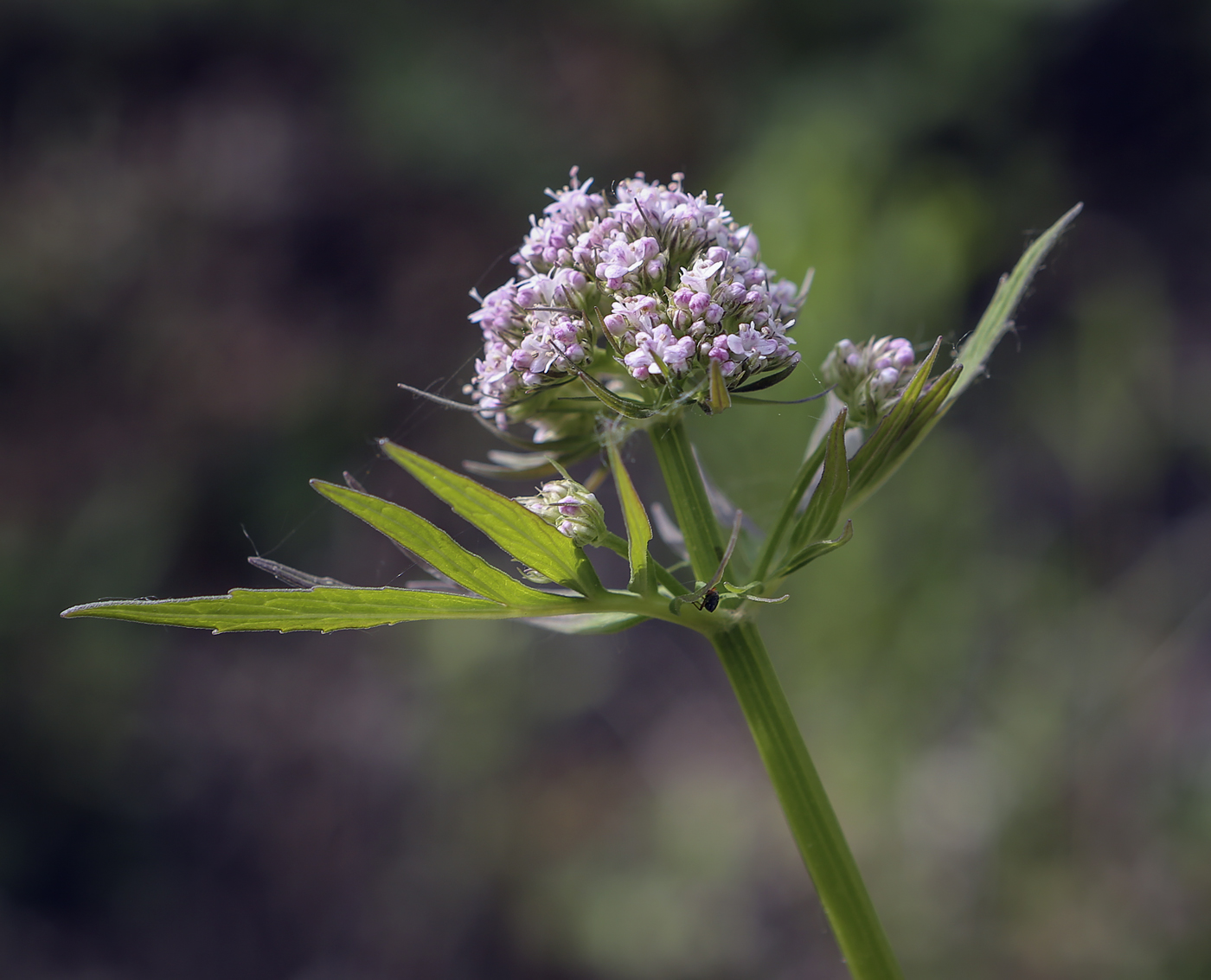 Изображение особи Valeriana wolgensis.