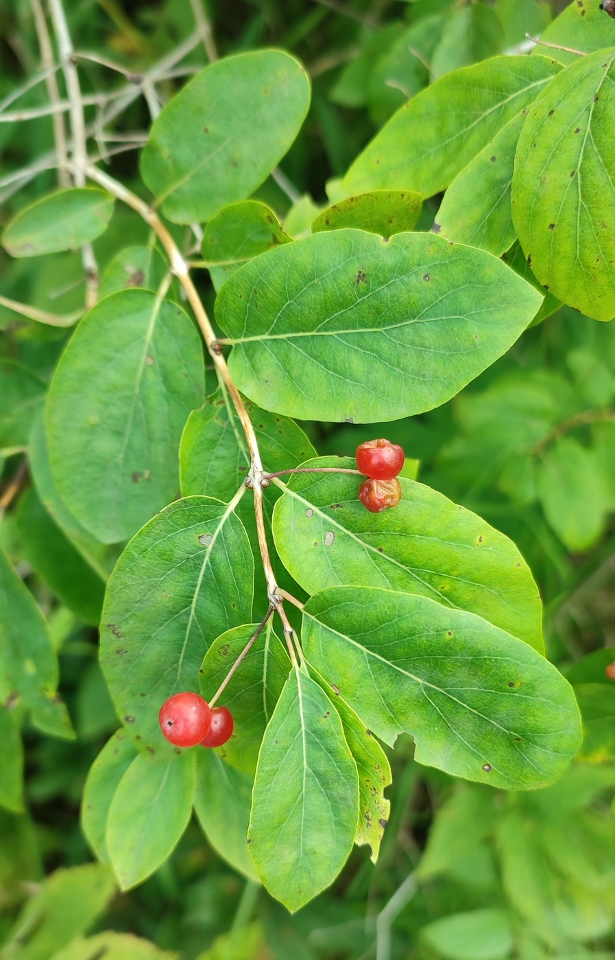 Image of Lonicera tatarica specimen.