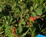 genus Rosa. Незрелые плоды и листья. Карачаево-Черкесия, Домбай, долина р. Птыш. 03.09.2019.