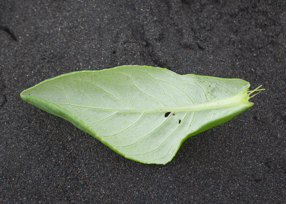 Image of Senecio pseudoarnica specimen.