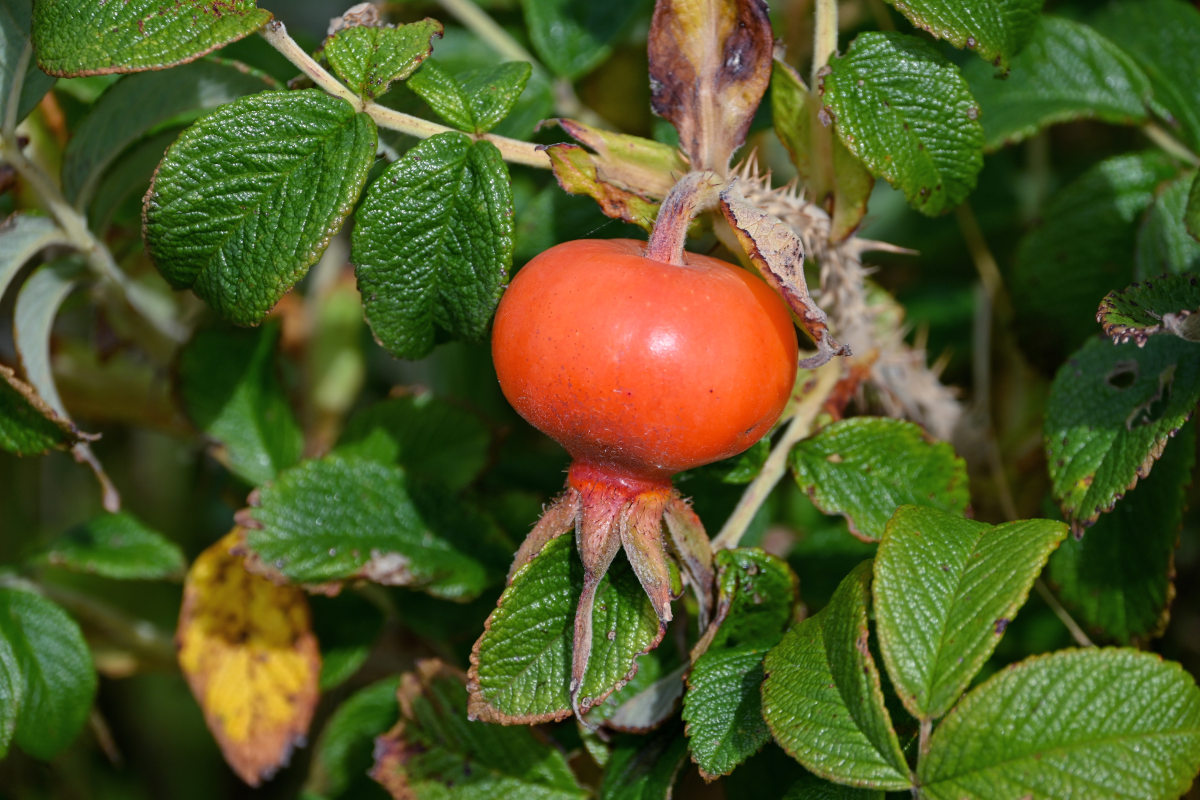 Image of Rosa rugosa specimen.