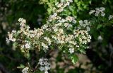 Crataegus monogyna