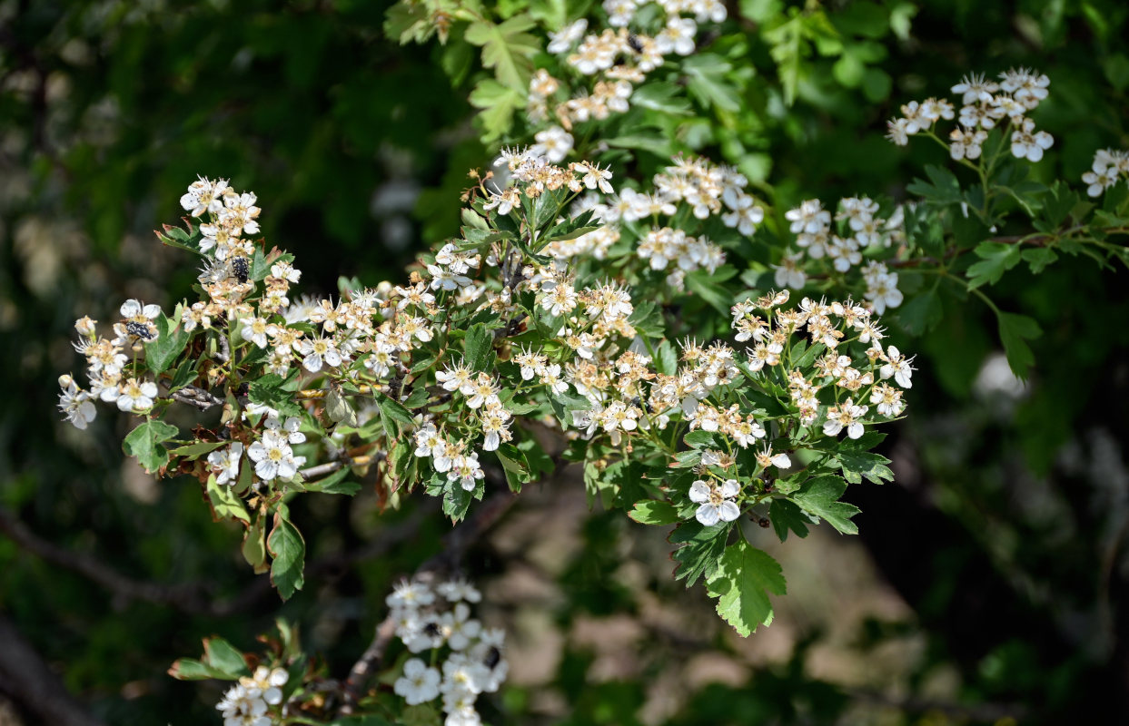 Image of Crataegus monogyna specimen.