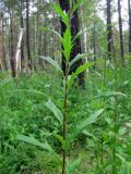 Artemisia integrifolia. Средняя часть генеративного побега. Хакасия, Ширинский р-н, окр. с. Ефремкино, берёзово-лиственничный лес. 26.07.2012.