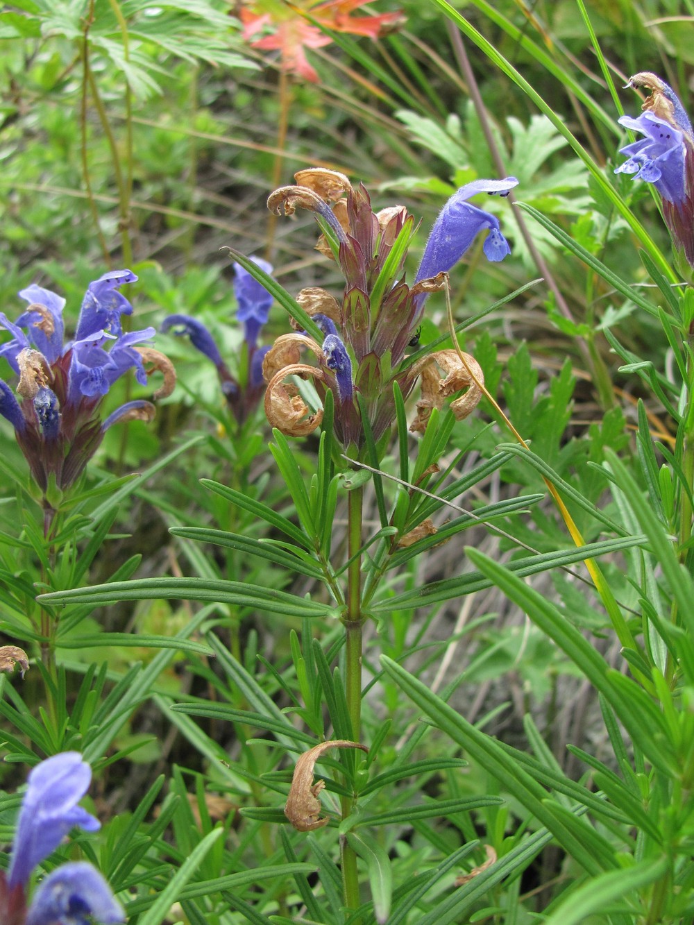 Изображение особи Dracocephalum ruyschiana.